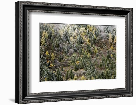 Early in Morning Frost on Trees in Mount Siguniang-Alex Treadway-Framed Photographic Print