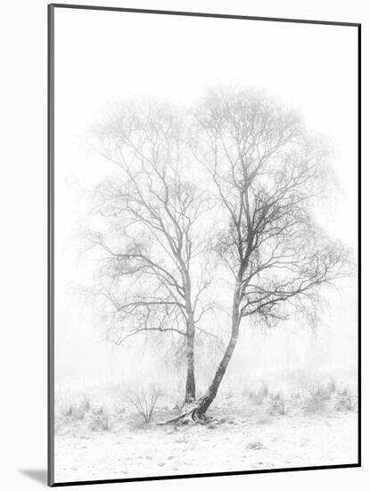 Early in the Morning-Greetje Van Son-Mounted Photographic Print