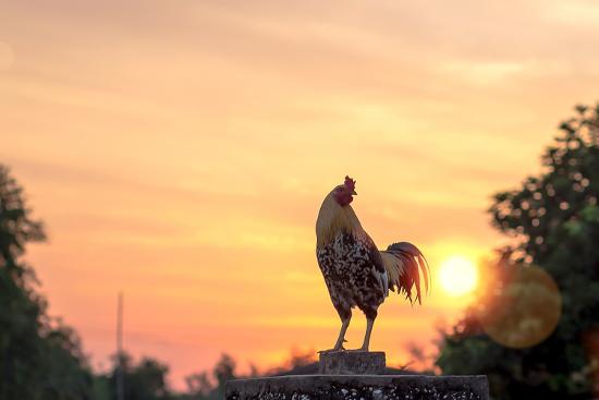 Early Morning Concept Silhouette Rooster On Blurred Beautiful Sunrise Sky With Sun Light In Farm A Photographic Print Jacob 09 Art Com Early Morning Concept Silhouette Rooster On Blurred Beautiful Sunrise Sky With Sun Light In Farm A Photographic Print Jacob 09 Art Com