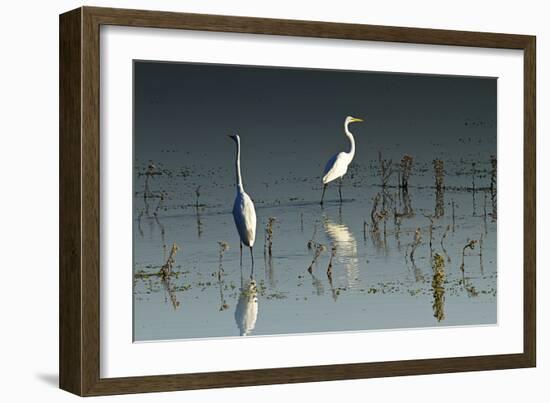 Early Morning Egrets 1-Alan Hausenflock-Framed Photographic Print