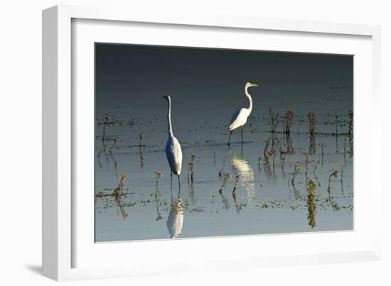 Early Morning Egrets 1-Alan Hausenflock-Framed Photographic Print