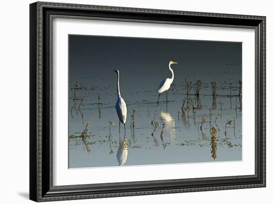 Early Morning Egrets 1-Alan Hausenflock-Framed Photographic Print