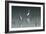 Early Morning Egrets 1-Alan Hausenflock-Framed Photographic Print
