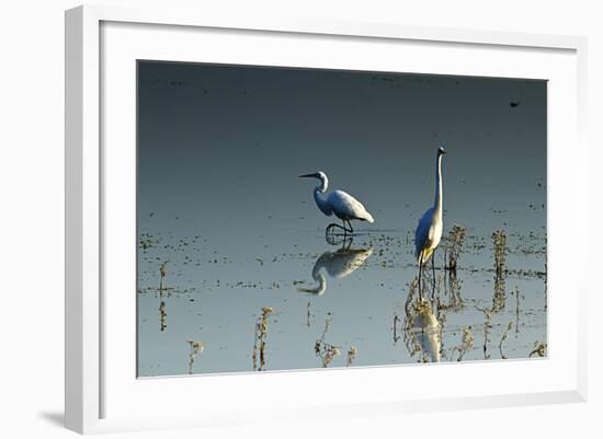 Early Morning Egrets 2-Alan Hausenflock-Framed Photographic Print