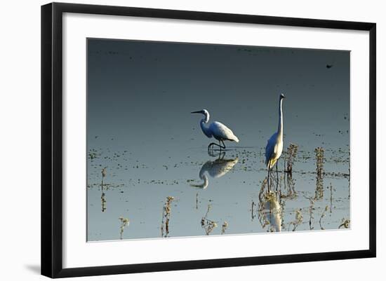 Early Morning Egrets 2-Alan Hausenflock-Framed Photographic Print