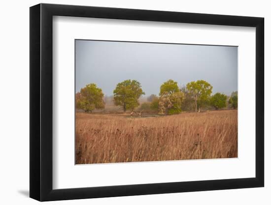 Early morning fog in the Flint Hills of Kansas-Michael Scheufler-Framed Photographic Print