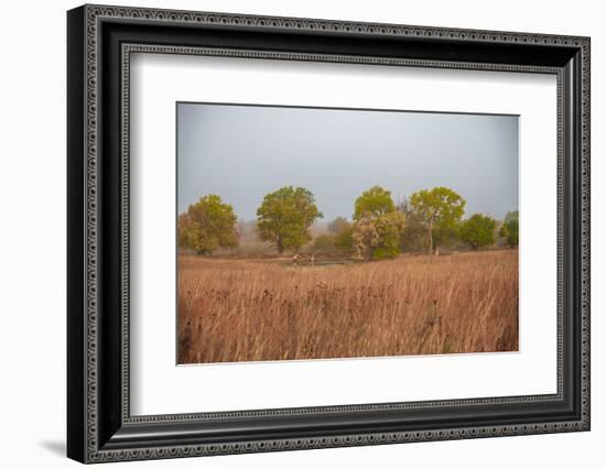 Early morning fog in the Flint Hills of Kansas-Michael Scheufler-Framed Photographic Print