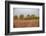 Early morning fog in the Flint Hills of Kansas-Michael Scheufler-Framed Photographic Print