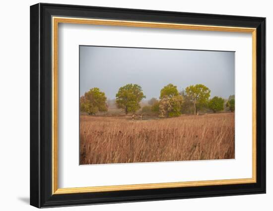 Early morning fog in the Flint Hills of Kansas-Michael Scheufler-Framed Photographic Print