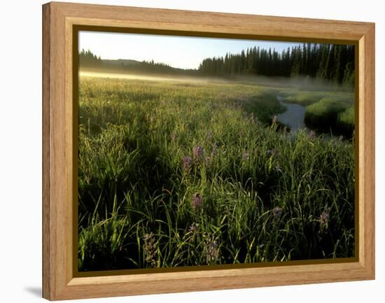 Early Morning Fog on Packer Meadows, Montana, USA-Chuck Haney-Framed Premier Image Canvas