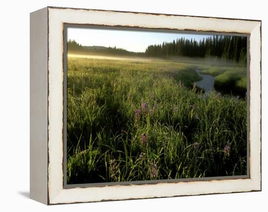 Early Morning Fog on Packer Meadows, Montana, USA-Chuck Haney-Framed Premier Image Canvas