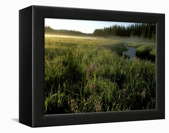 Early Morning Fog on Packer Meadows, Montana, USA-Chuck Haney-Framed Premier Image Canvas