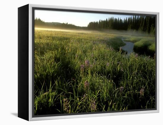 Early Morning Fog on Packer Meadows, Montana, USA-Chuck Haney-Framed Premier Image Canvas