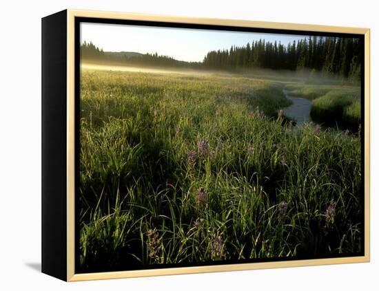 Early Morning Fog on Packer Meadows, Montana, USA-Chuck Haney-Framed Premier Image Canvas