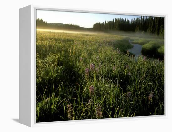 Early Morning Fog on Packer Meadows, Montana, USA-Chuck Haney-Framed Premier Image Canvas