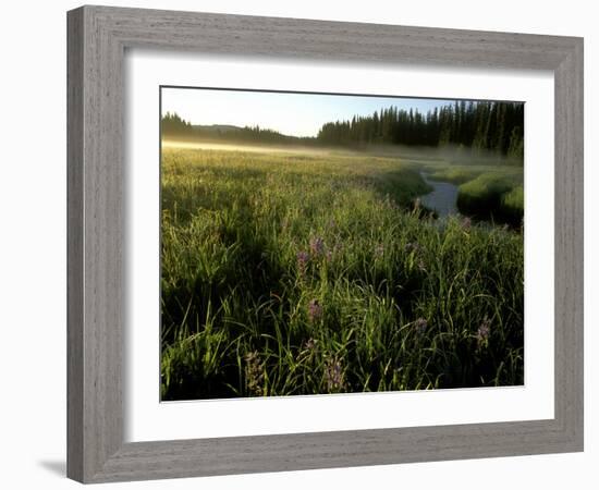 Early Morning Fog on Packer Meadows, Montana, USA-Chuck Haney-Framed Photographic Print