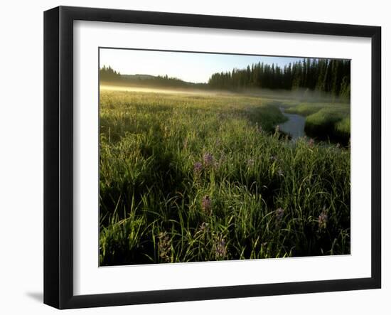 Early Morning Fog on Packer Meadows, Montana, USA-Chuck Haney-Framed Photographic Print