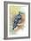 Early Morning Jay-The Tangled Peacock-Framed Giclee Print