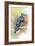 Early Morning Jay-The Tangled Peacock-Framed Giclee Print