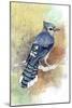 Early Morning Jay-The Tangled Peacock-Mounted Giclee Print