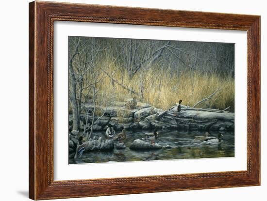 Early Morning Mallards-Jeff Tift-Framed Giclee Print