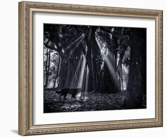 Early Morning Mist and Trees in Sao Paulo's Ibirapuera Park-Alex Saberi-Framed Photographic Print