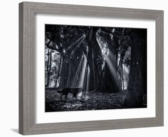 Early Morning Mist and Trees in Sao Paulo's Ibirapuera Park-Alex Saberi-Framed Photographic Print