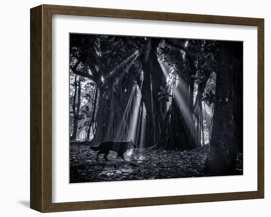 Early Morning Mist and Trees in Sao Paulo's Ibirapuera Park-Alex Saberi-Framed Photographic Print