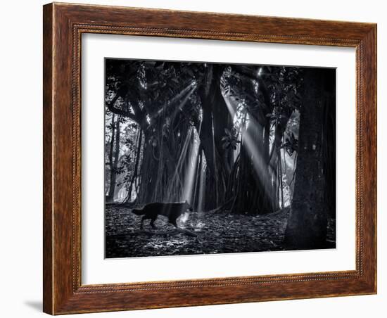 Early Morning Mist and Trees in Sao Paulo's Ibirapuera Park-Alex Saberi-Framed Photographic Print