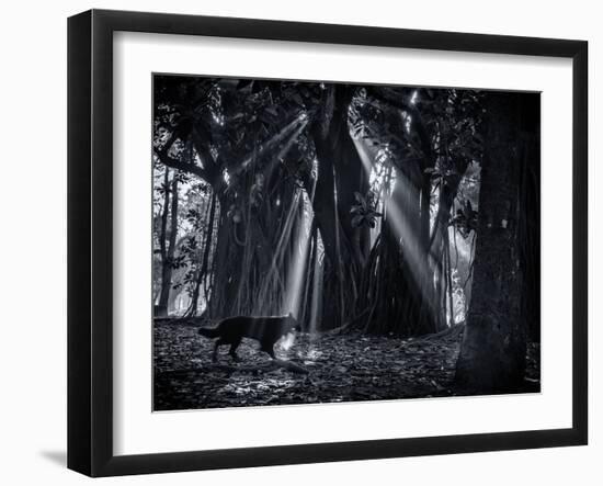 Early Morning Mist and Trees in Sao Paulo's Ibirapuera Park-Alex Saberi-Framed Photographic Print