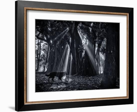 Early Morning Mist and Trees in Sao Paulo's Ibirapuera Park-Alex Saberi-Framed Photographic Print