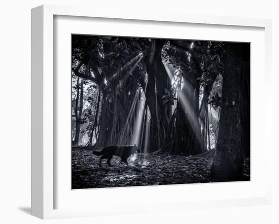 Early Morning Mist and Trees in Sao Paulo's Ibirapuera Park-Alex Saberi-Framed Photographic Print