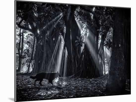Early Morning Mist and Trees in Sao Paulo's Ibirapuera Park-Alex Saberi-Mounted Photographic Print