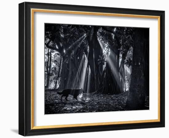 Early Morning Mist and Trees in Sao Paulo's Ibirapuera Park-Alex Saberi-Framed Photographic Print