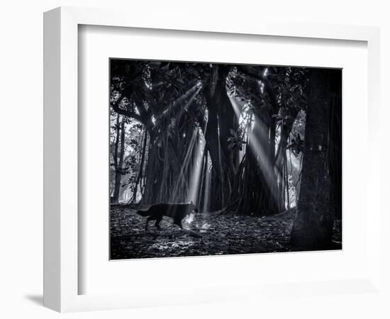 Early Morning Mist and Trees in Sao Paulo's Ibirapuera Park-Alex Saberi-Framed Photographic Print