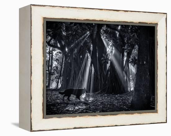 Early Morning Mist and Trees in Sao Paulo's Ibirapuera Park-Alex Saberi-Framed Premier Image Canvas
