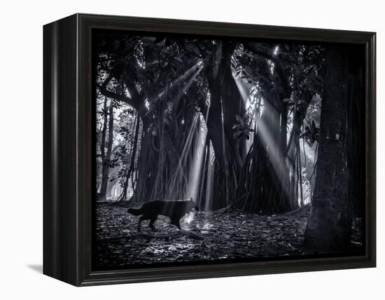 Early Morning Mist and Trees in Sao Paulo's Ibirapuera Park-Alex Saberi-Framed Premier Image Canvas
