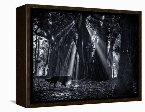 Early Morning Mist and Trees in Sao Paulo's Ibirapuera Park-Alex Saberi-Framed Premier Image Canvas