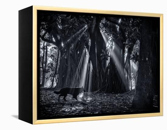 Early Morning Mist and Trees in Sao Paulo's Ibirapuera Park-Alex Saberi-Framed Premier Image Canvas