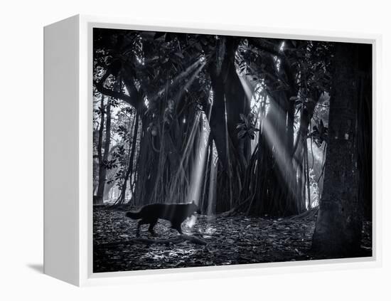 Early Morning Mist and Trees in Sao Paulo's Ibirapuera Park-Alex Saberi-Framed Premier Image Canvas