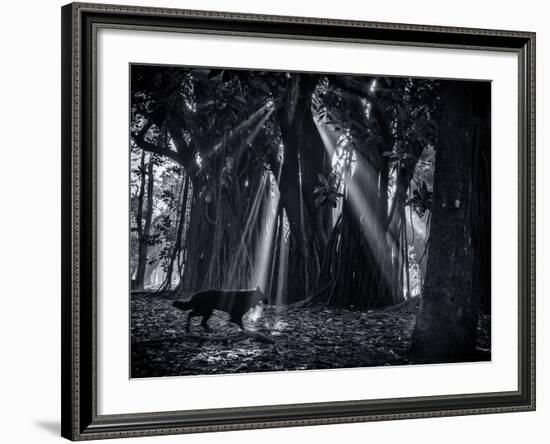 Early Morning Mist and Trees in Sao Paulo's Ibirapuera Park-Alex Saberi-Framed Photographic Print