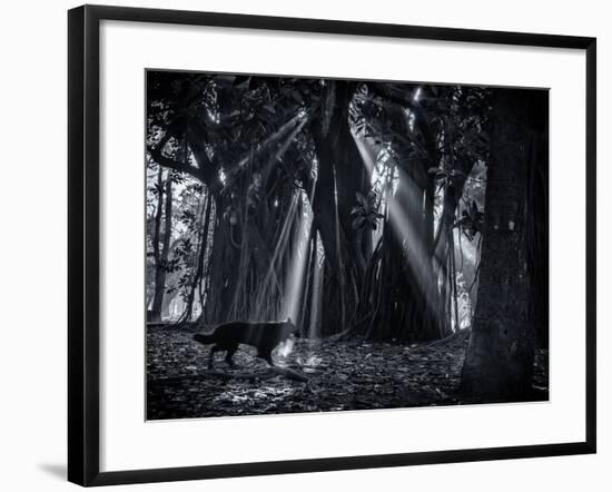 Early Morning Mist and Trees in Sao Paulo's Ibirapuera Park-Alex Saberi-Framed Photographic Print