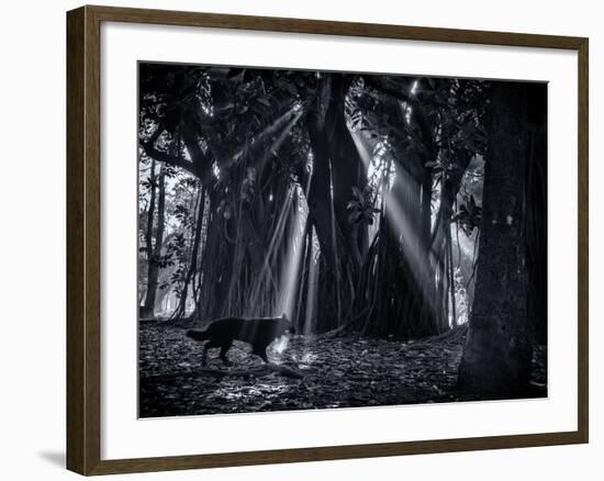 Early Morning Mist and Trees in Sao Paulo's Ibirapuera Park-Alex Saberi-Framed Photographic Print