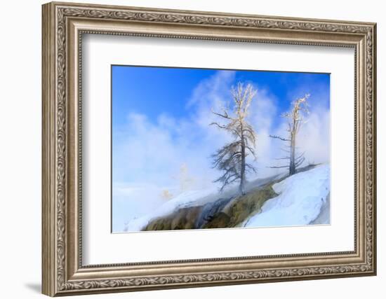 Early Morning mist around trees. Yellowstone National Park. Wyoming.-Tom Norring-Framed Photographic Print