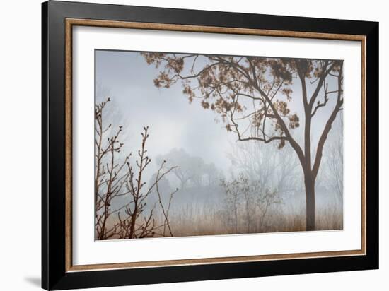 Early Morning Mist I-John Seba-Framed Art Print