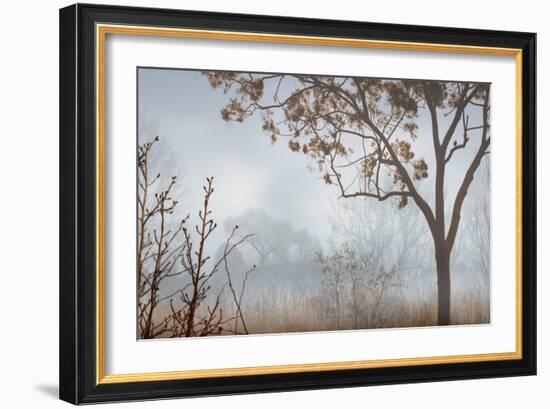 Early Morning Mist I-John Seba-Framed Art Print