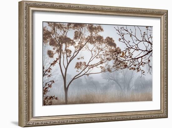 Early Morning Mist II-John Seba-Framed Art Print