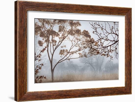 Early Morning Mist II-John Seba-Framed Art Print