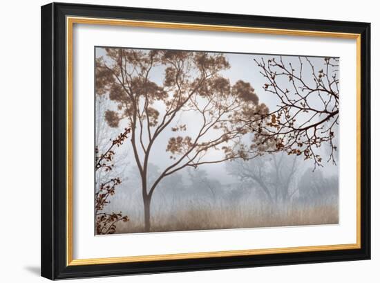 Early Morning Mist II-John Seba-Framed Art Print