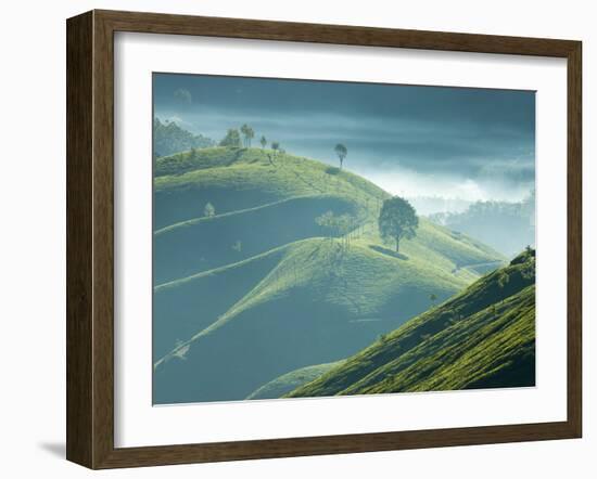 Early Morning Mist over Tea Plantations, Near Munnar, Kerala, India, Asia-Stuart Black-Framed Photographic Print